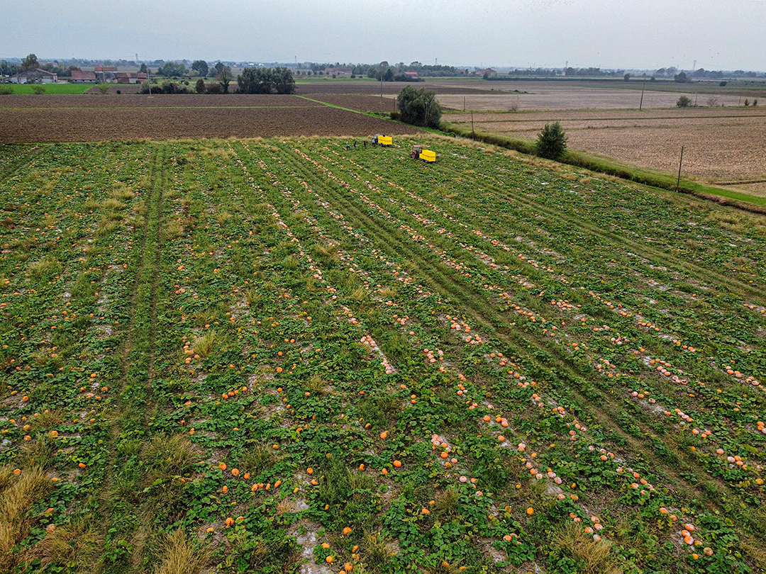 Squash harvest and selection in the farm's fields