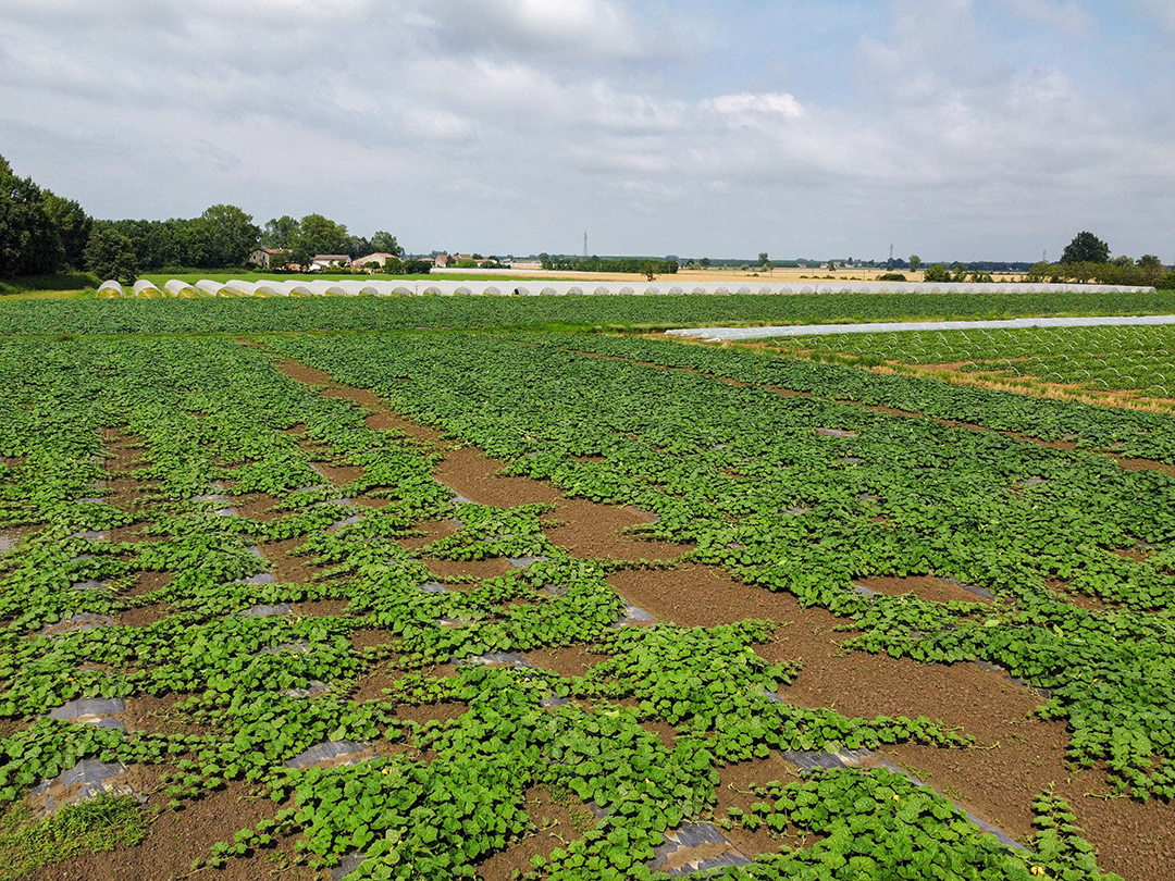 Aerial view of Azienda Agricola Sanguanini's fields