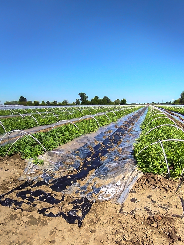 Young seedlings under protective mini-tunnels in the first weeks of growth
