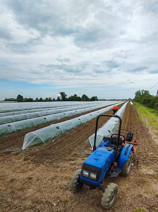 Blue tractor alongside rows of covered cultivation mini-tunnels