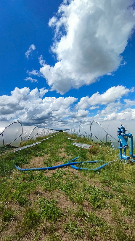 Drip irrigation system with pump and blue pipes