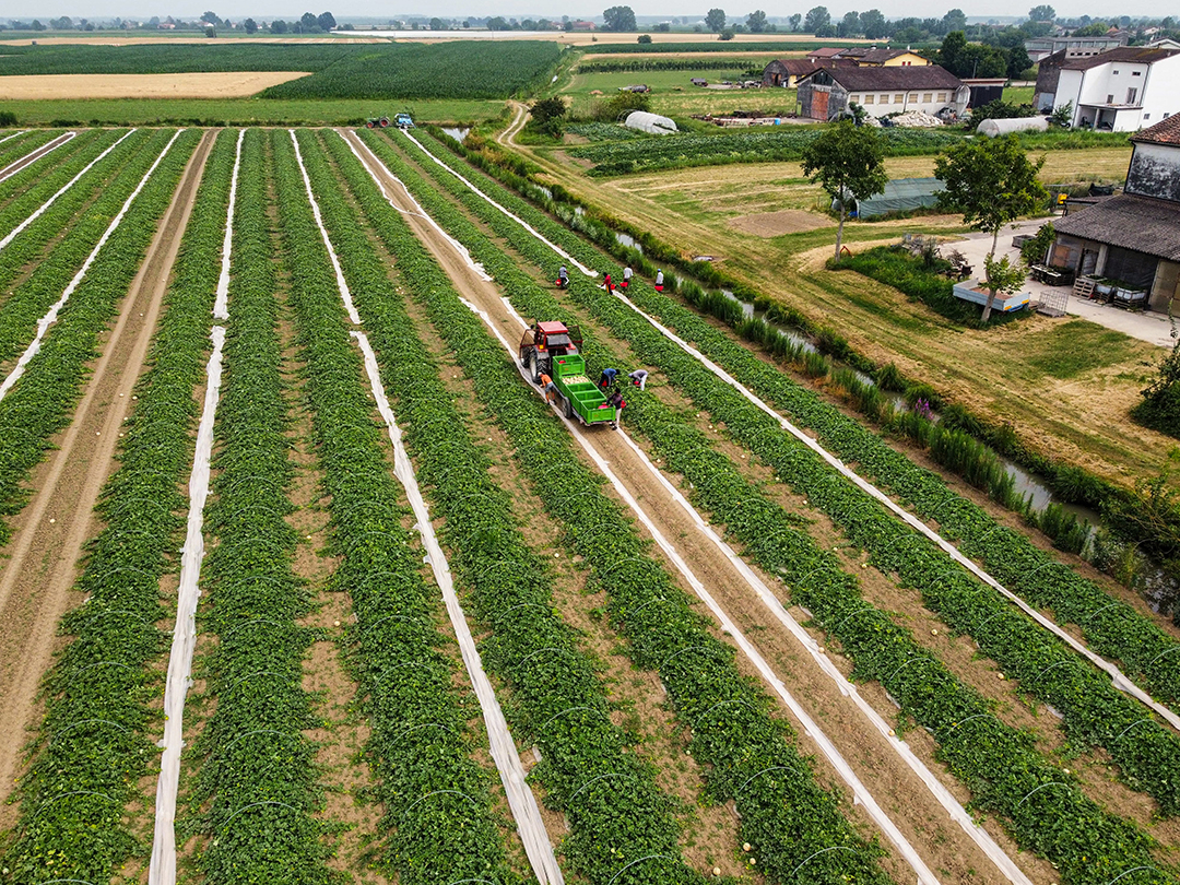 Aerial view of the harvest with tractor and workers in the field