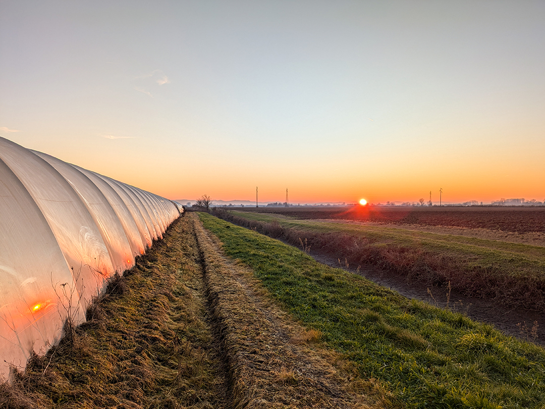Plastic tunnel greenhouse at sunset