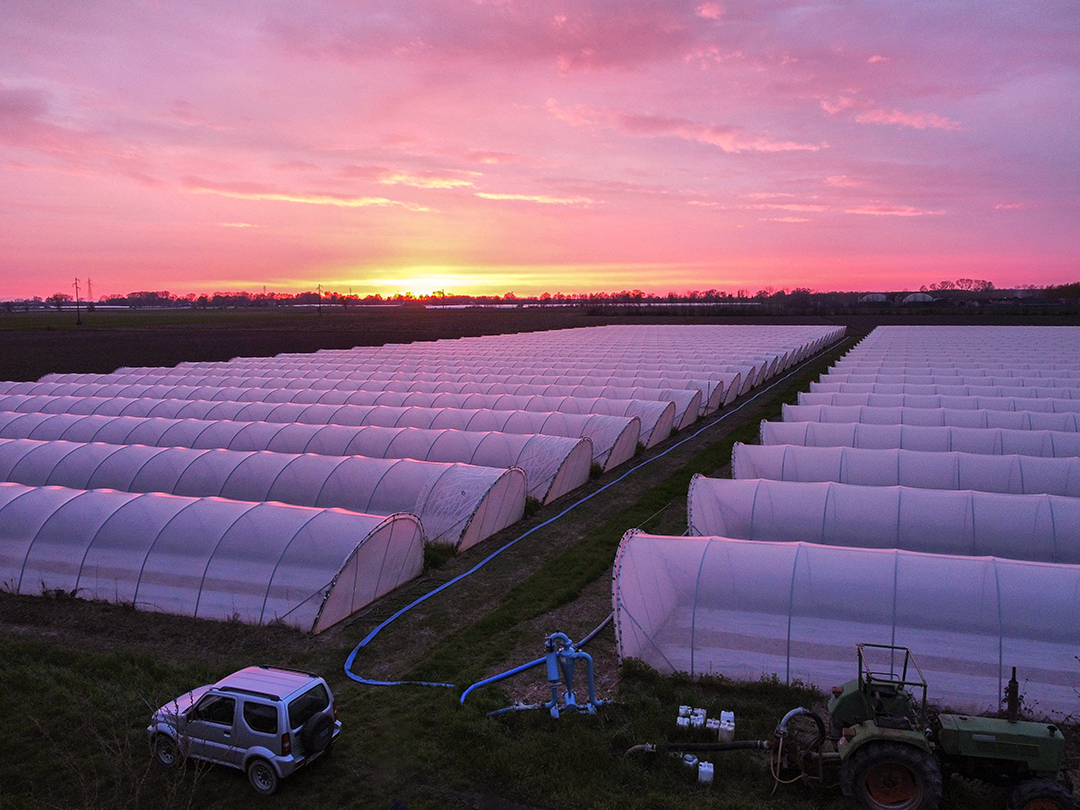 Dozens of tunnel greenhouses at sunset with equipment in the foreground
