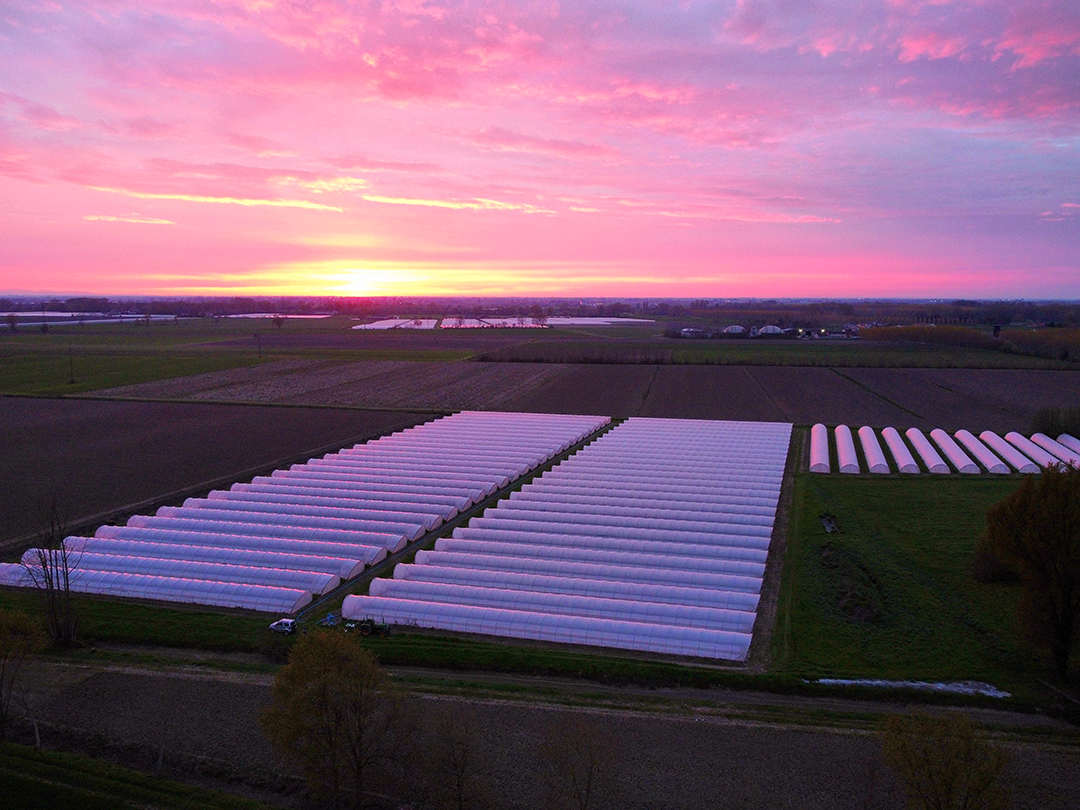 Aerial view of the tunnel greenhouse complex at sunset on the Po Plain
