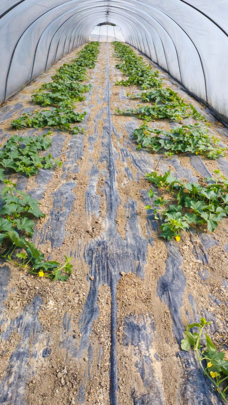 Greenhouse interior: flowering melon plants