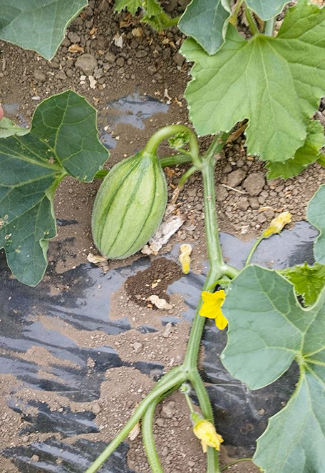Young striped melon forming on the vine