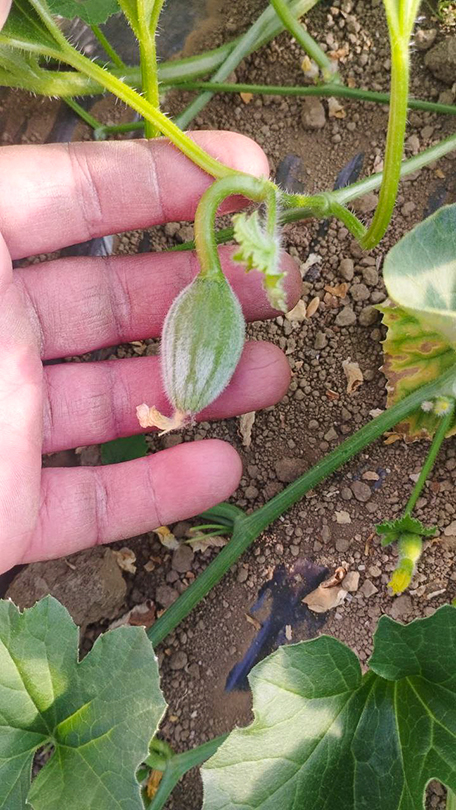 Freshly set melon fruit held in hand