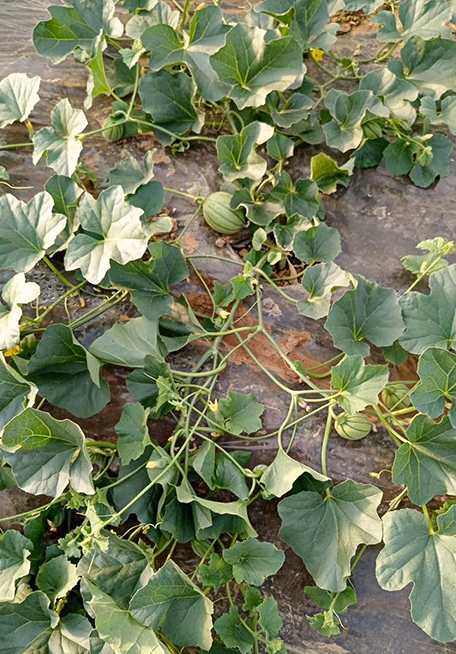 Melon plants with developing fruits on mulch film