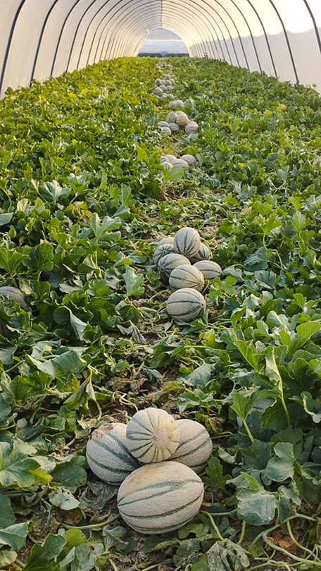 Row of netted melons in the tunnel greenhouse ready for harvest