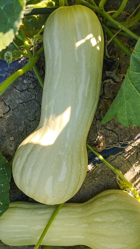 Ripe butternut squash in the field