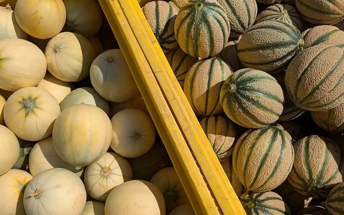 Mantuan Melon PGI: the complete guide