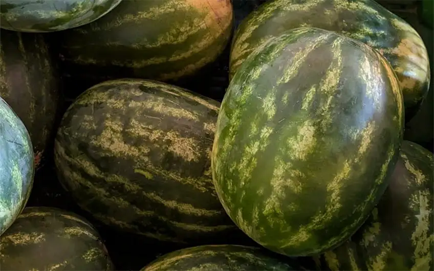 Anguria Mantovana Seedless senza semi, Agricola Sanguanini, Viadana (MN)