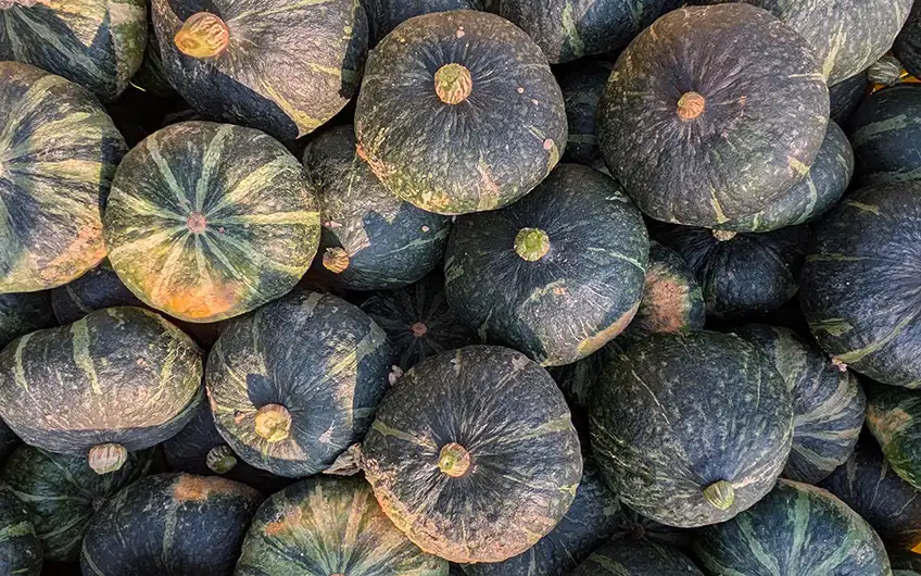 Zucca Mantovana Delica, polpa densa e dolce, Agricola Sanguanini, Viadana (MN)