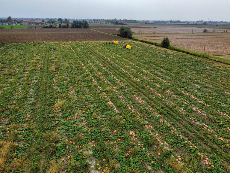 Vista aerea di un campo coltivato con file di zucca moscata e macchinari agricoli per la raccolta