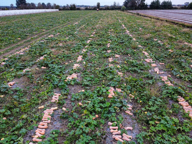 Vista di un campo coltivato con file di zucca violina Mantovana pronte per la raccolta