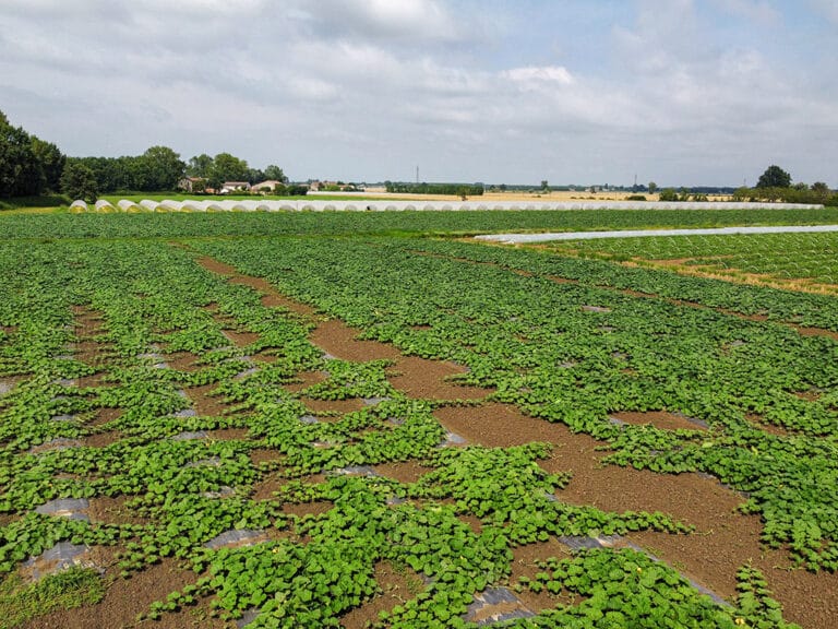 Campo aperto coltivato con piante di zucca in crescita a Mantova