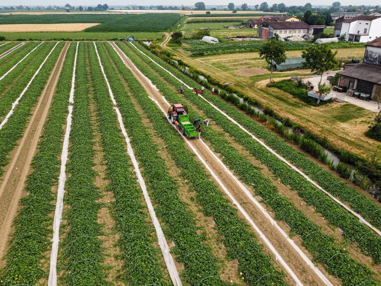 Operai al lavoro durante la raccolta del melone liscio Mantovano in un campo coltivato con file ordinate di piante