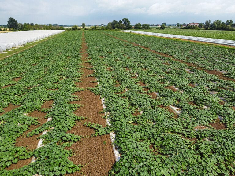 Campo coltivato con piante di zucca violina, delica e moscata in crescita su terreno pacciamato