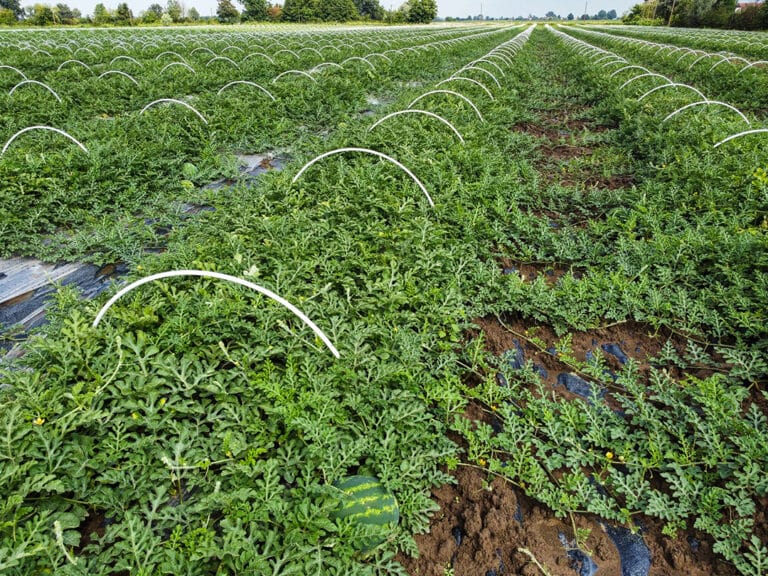 Campo coltivato con piante di anguria in crescita sotto strutture di sostegno per serre tunnel