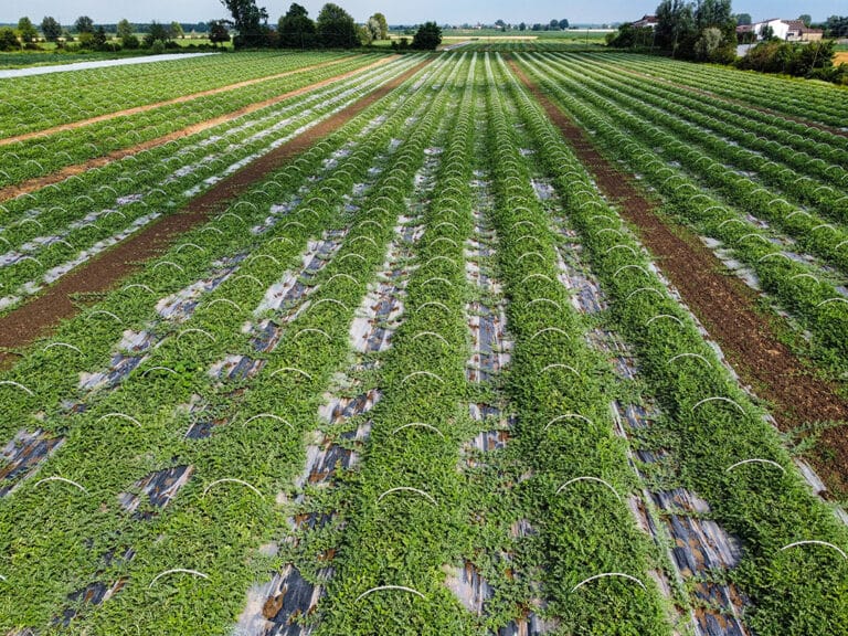 Campo coltivato con file di cocomero in crescita protette da strutture di tunnel su pacciamatura