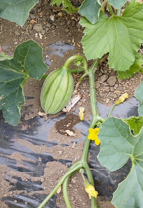 Primo stadio di sviluppo di un melone retato coltivato in serra