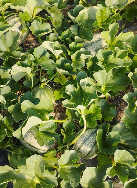 Meloni retati maturi sotto le foglie, coltivati a terra in serra