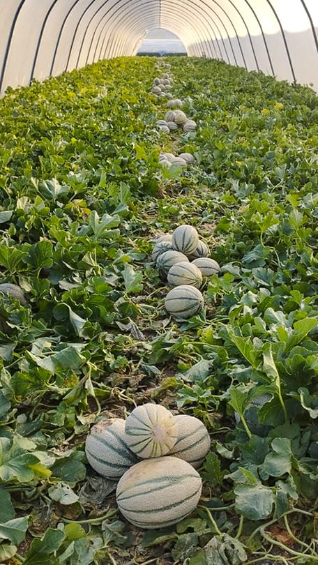 File di meloni retati pronti per la raccolta all’interno della serra