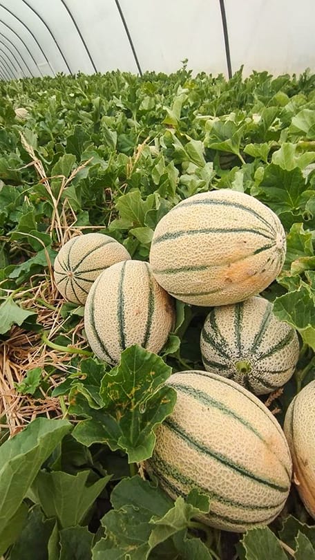 Gruppo di meloni retati su pianta in serra coltivati con pacciamatura