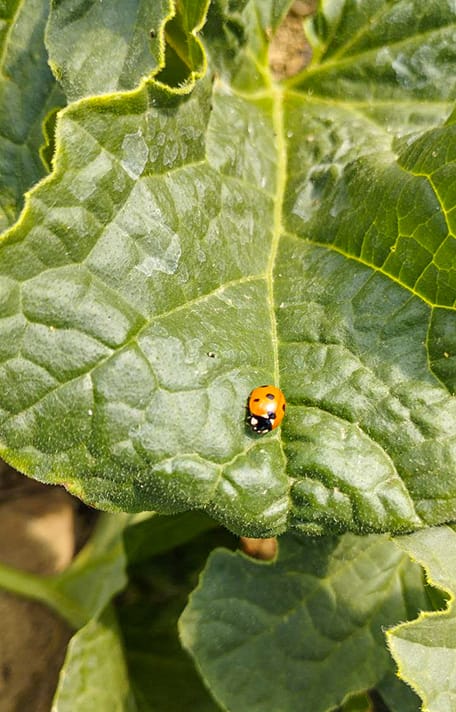 Coccinella su foglia di zucca in campo aperto