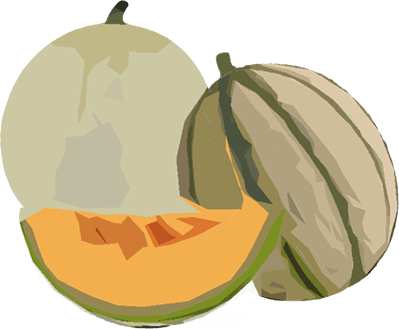 Melone tipico Mantovano, liscio e retato, sia in serra sia in pieno campo